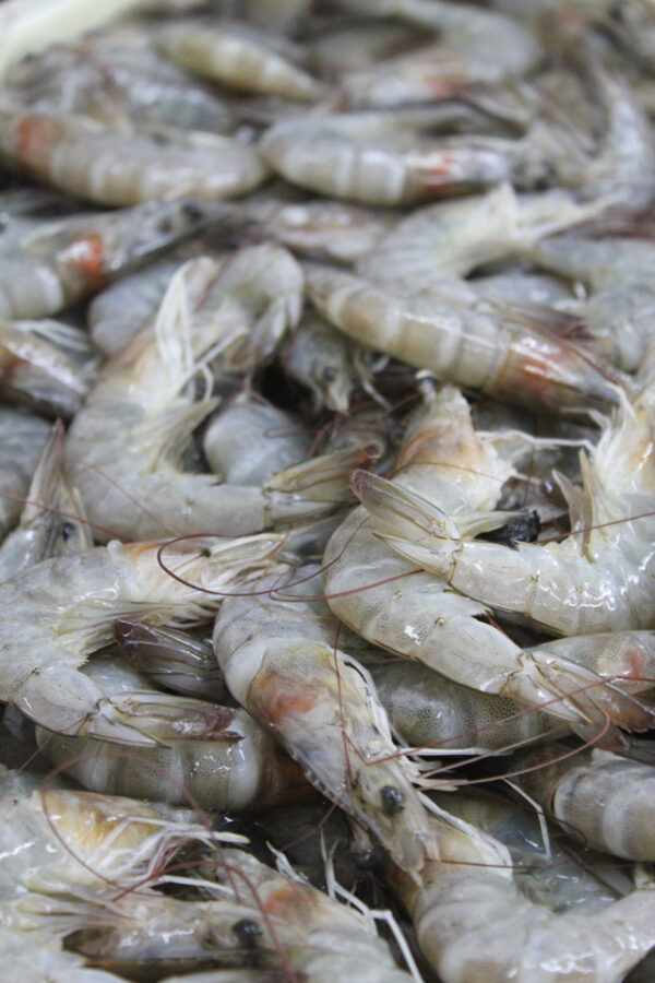 Prawn