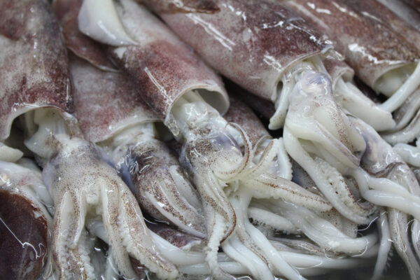 Sea squid