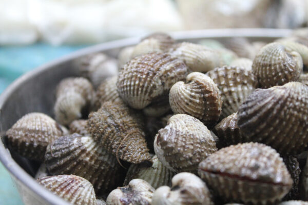 Clam-XL