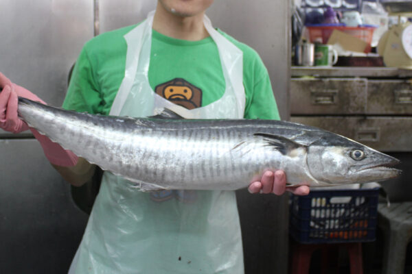 Fish 3XL